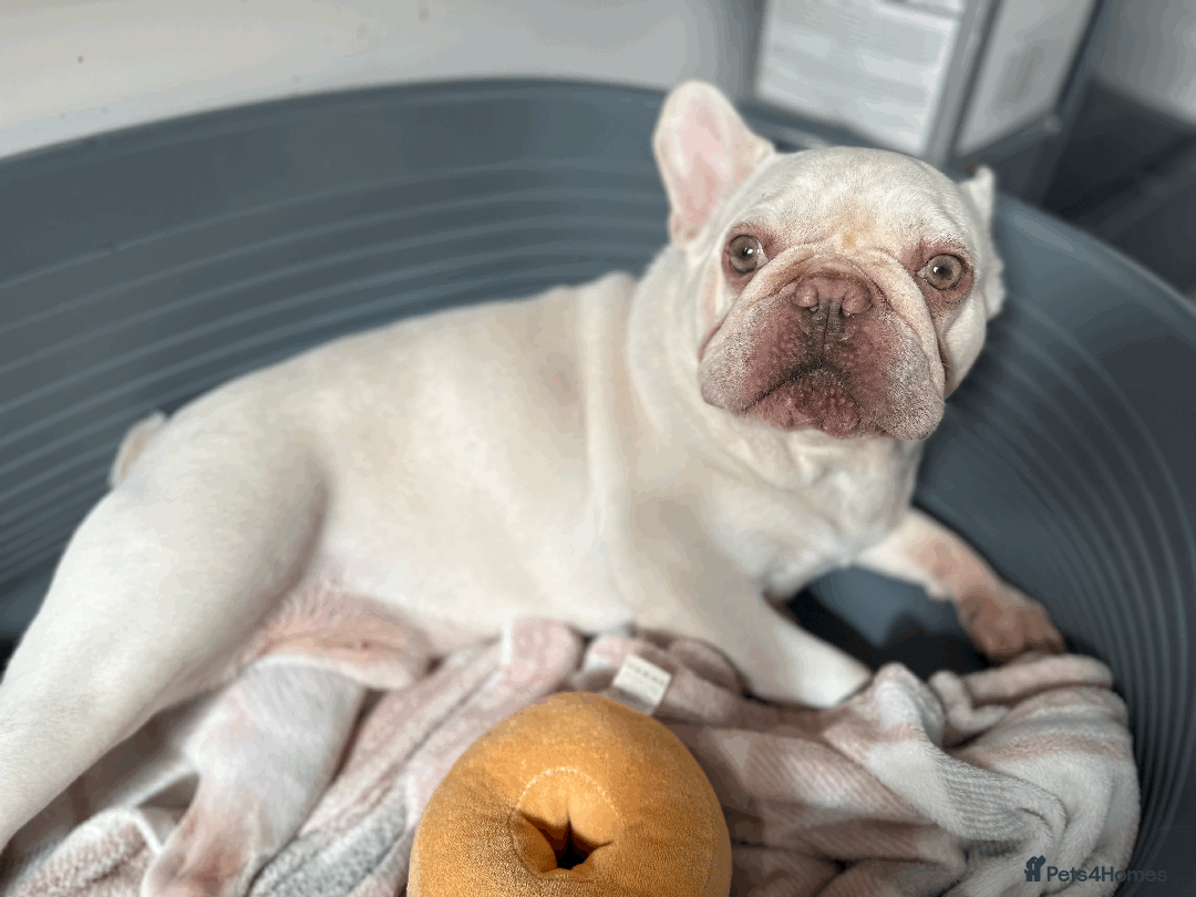 French Bulldog dogs for sale: White male French bulldog - Image 5