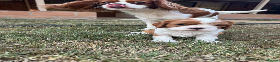 Cavalier King Charles Spaniel Puppy 3