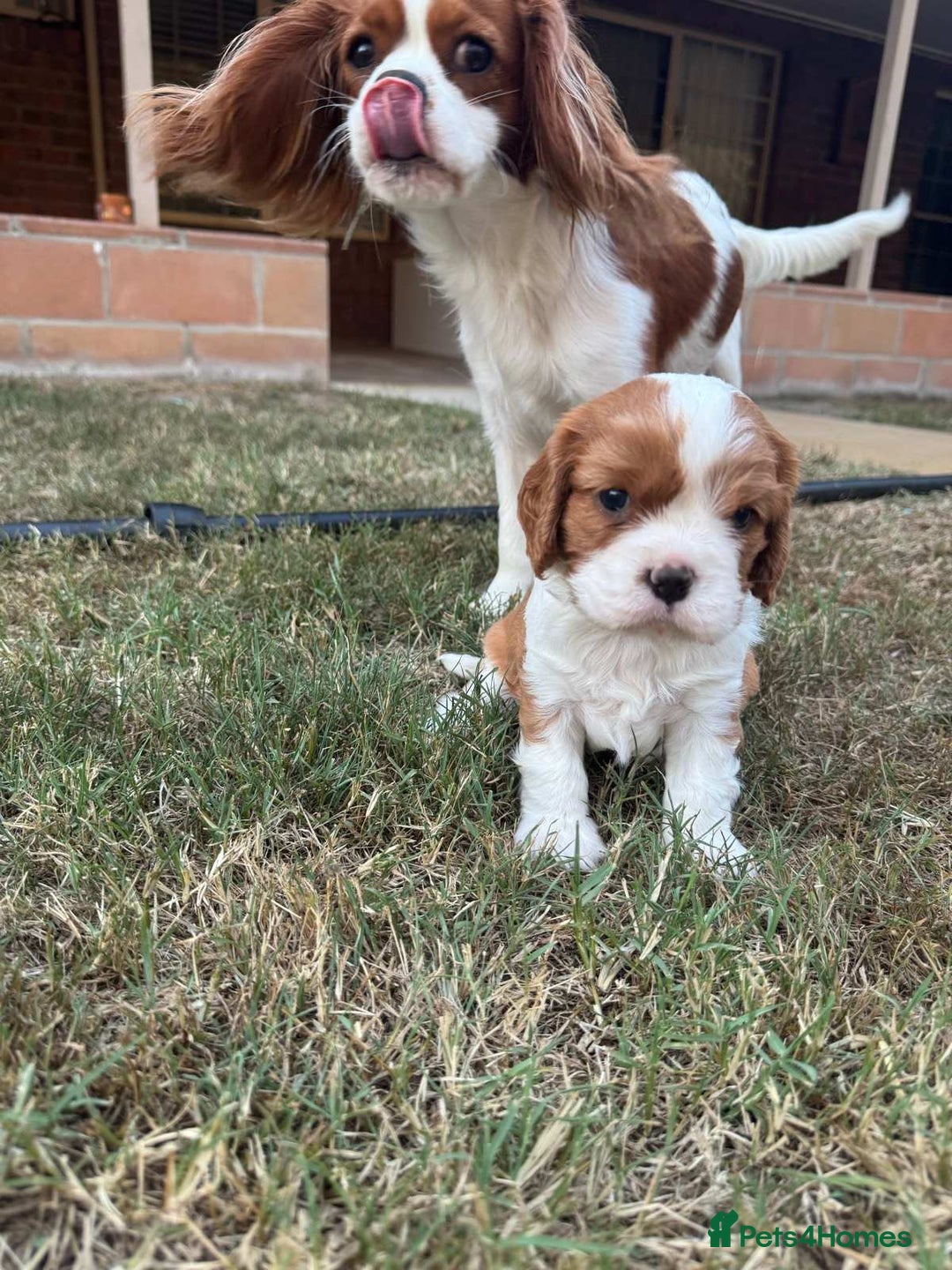 Cavalier King Charles Spaniel dogs for sale: Tested-clear cavalier king charles spaniels - Image 4
