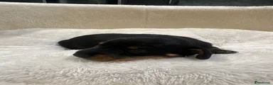 Miniature Dachshund male