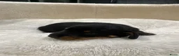 Miniature Dachshund dogs for sale: Exceptional pedigree miniature dachshund puppies  - Advert 3
