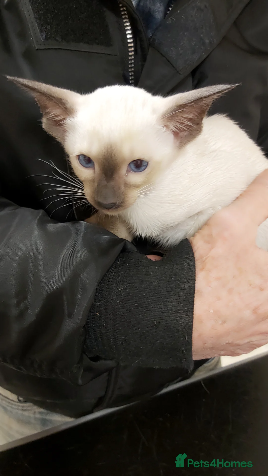 Oriental cats for sale: Full Pedigree Oriental 6 Kittens XL size ears GCCF - Advert 21