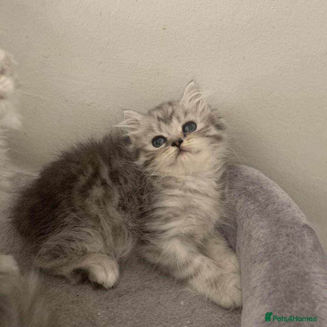 British Longhair cats for sale: British Longhair CH Pedigree Silvers  in Bournemouth - Image 8