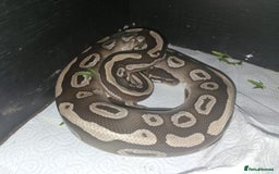 Python Snake reptiles for sale: 12 Rescue Royal Pythons For Sale - Image 7