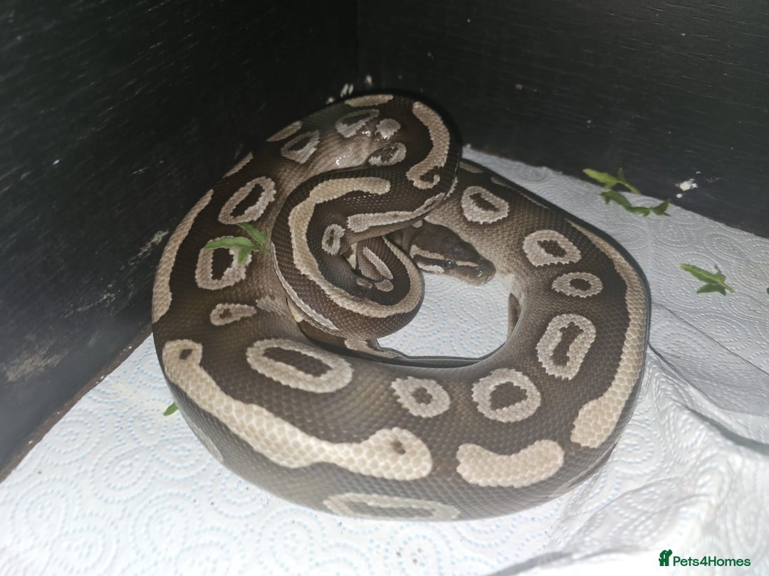 Python Snake reptiles for sale: 12 Rescue Royal Pythons For Sale - Image 7