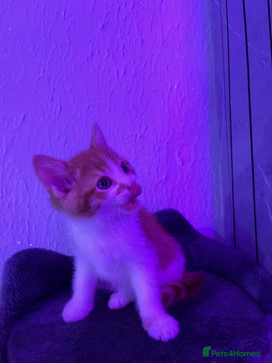 Mixed Breed cats for sale: Ready to go on the 28th - Advert 5