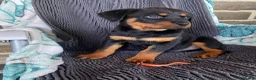 Rottweiler dogs for sale: Three gorgeous Rottweiler Girls - Advert 6