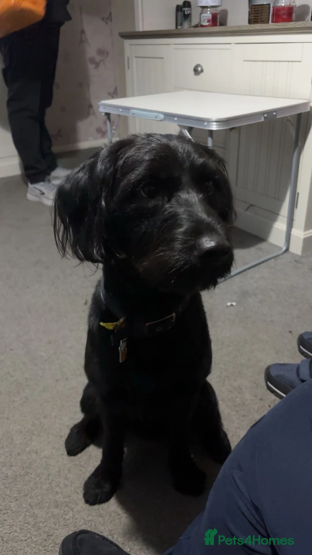 Labradoodle dogs for sale: Beautiful Black Labradoodle - Advert 2