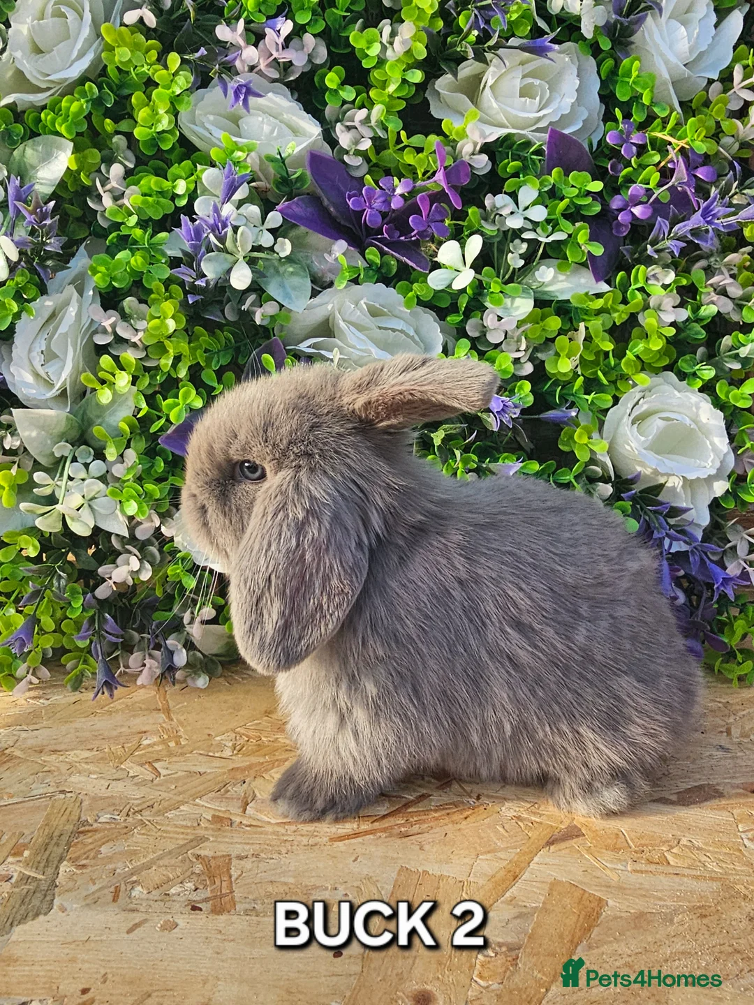 Mini Lop rabbits for sale: Beautiful Pure Bred Mini Lops - Advert 1
