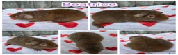 Guinea Pig rodents for sale: Baby Skinny & Teddy Guinea Pigs Ready To Leave! - Advert 3