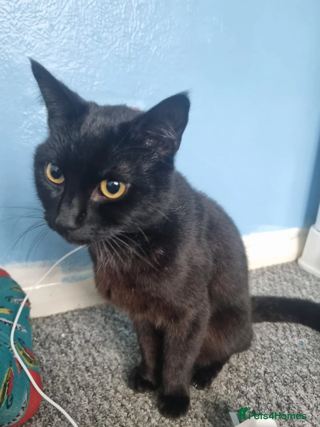 Mixed Breed cats for sale: 15 month male kitten for rehome - Advert 1