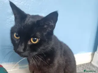 Mixed Breed cats 15 month male kitten for rehome - Advert 2