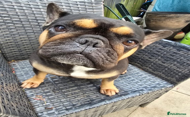 French Bulldog dogs - Advert 4