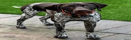 German Shorthaired Pointer dogs for sale: KC Registered German Shorthaired Pointer Puppies - Advert 8
