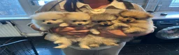 Pomeranian dogs for sale: Stunning boy  Pomeranian puppy - Advert 10