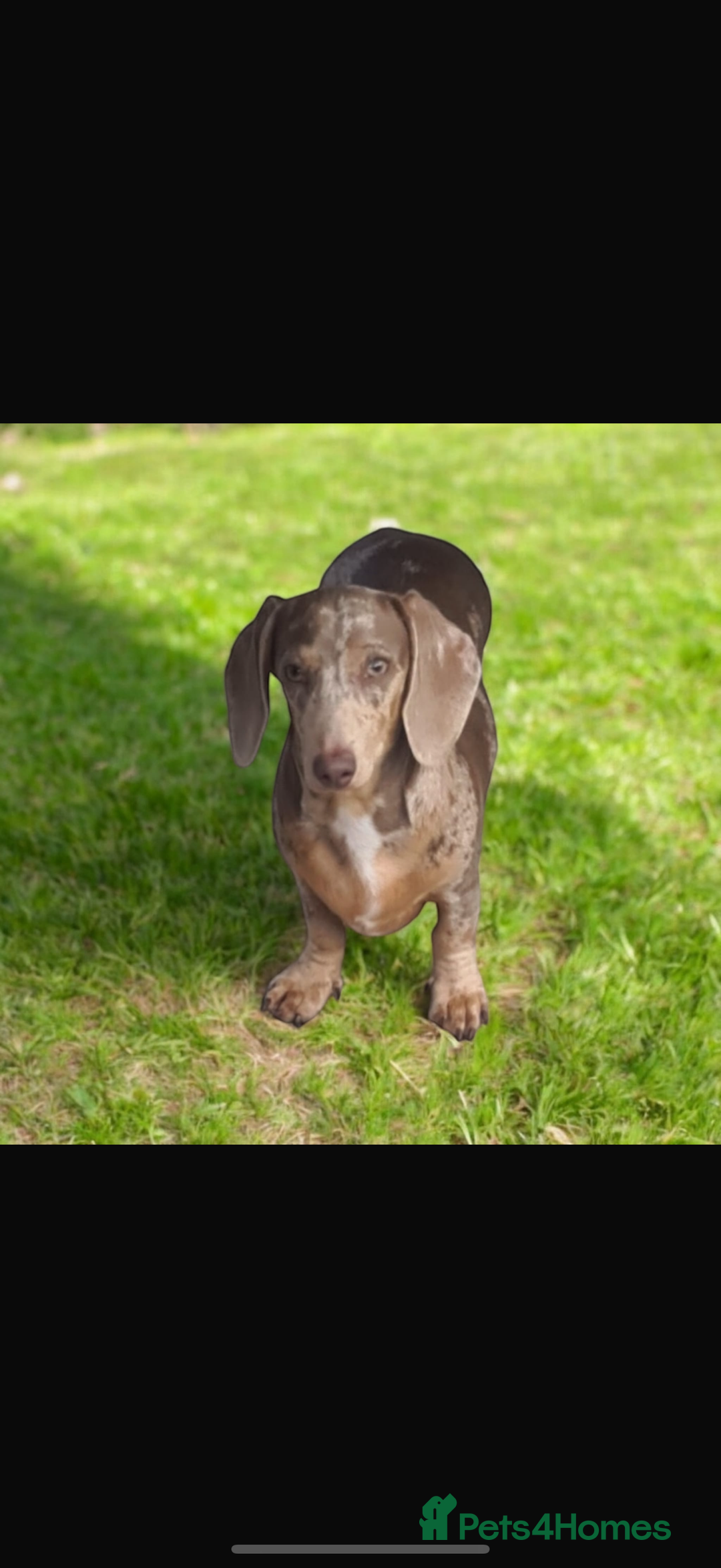 Miniature Dachshund dogs for sale: Adult Miniature Dachshund Isabella Dapple  - Image 1