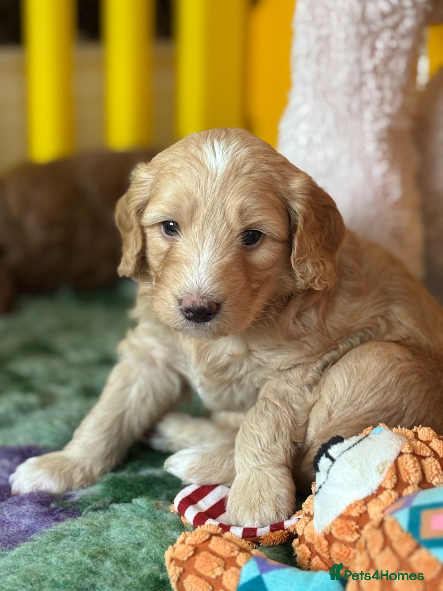 Australian Labradoodle dogs Fantastic breeding! Canadian & Australian lines - Advert 2