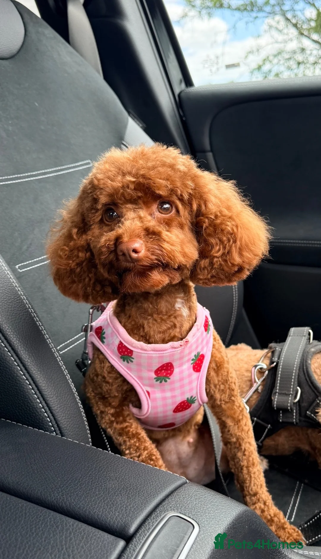 Toy Poodle dogs for sale: KC Toy Poodle puppies for sale in Nottingham - Advert 1