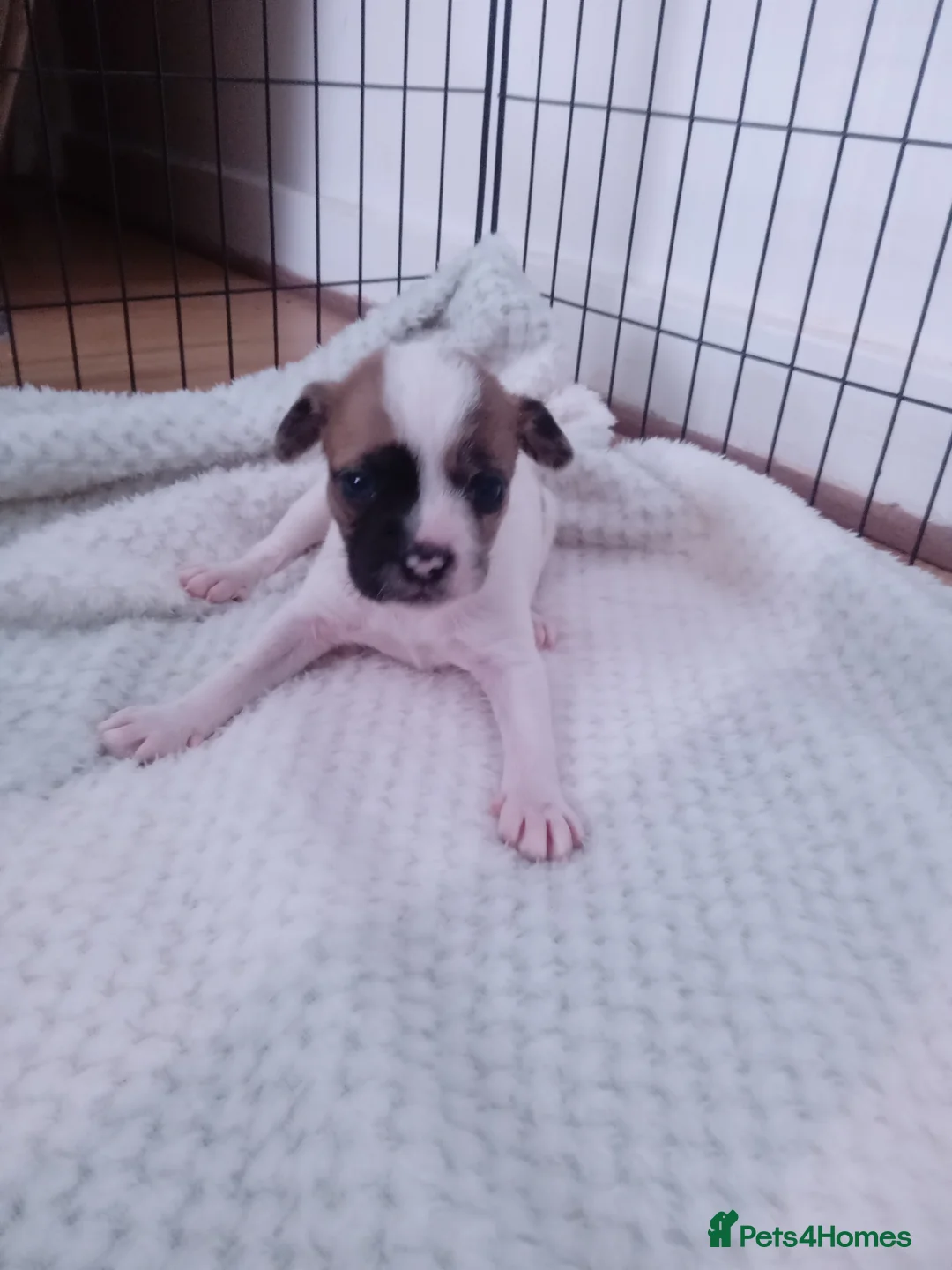 Mixed Breed dogs for sale: Jack Tzu - Advert 2