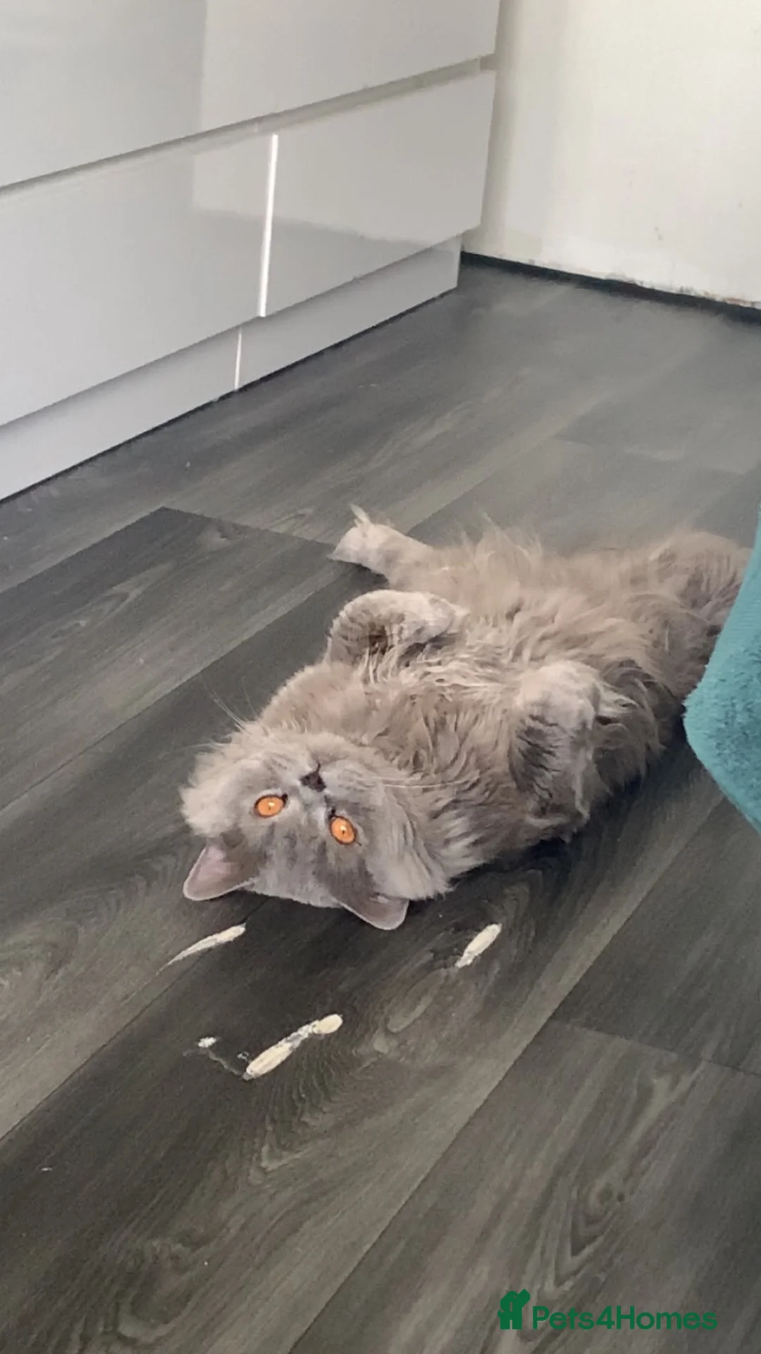 British Longhair cats for sale: British longhair cat in Birmingham - Advert 1