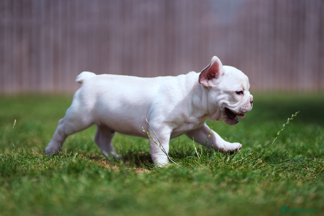 French Bulldog dogs for sale: Ready to go 2 x male French Bulldog KC registered - Image 29