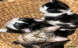 Mixed Breed cats for sale: 🚨😍BEAUTIFUL MALE KITTENS FOR SALE 🚨🥰 - Image 1