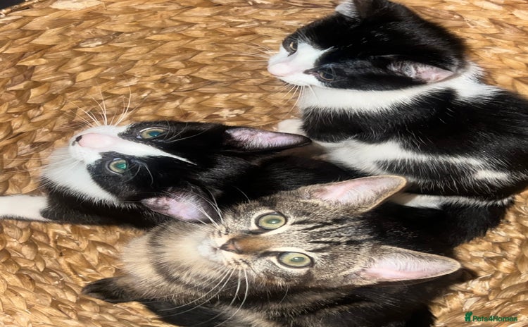 Mixed Breed cats - Advert 1