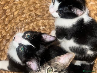 Mixed Breed cats - Advert 7