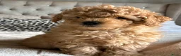 Poochon dogs for sale: Adorable Poochon puppies  - Advert 11