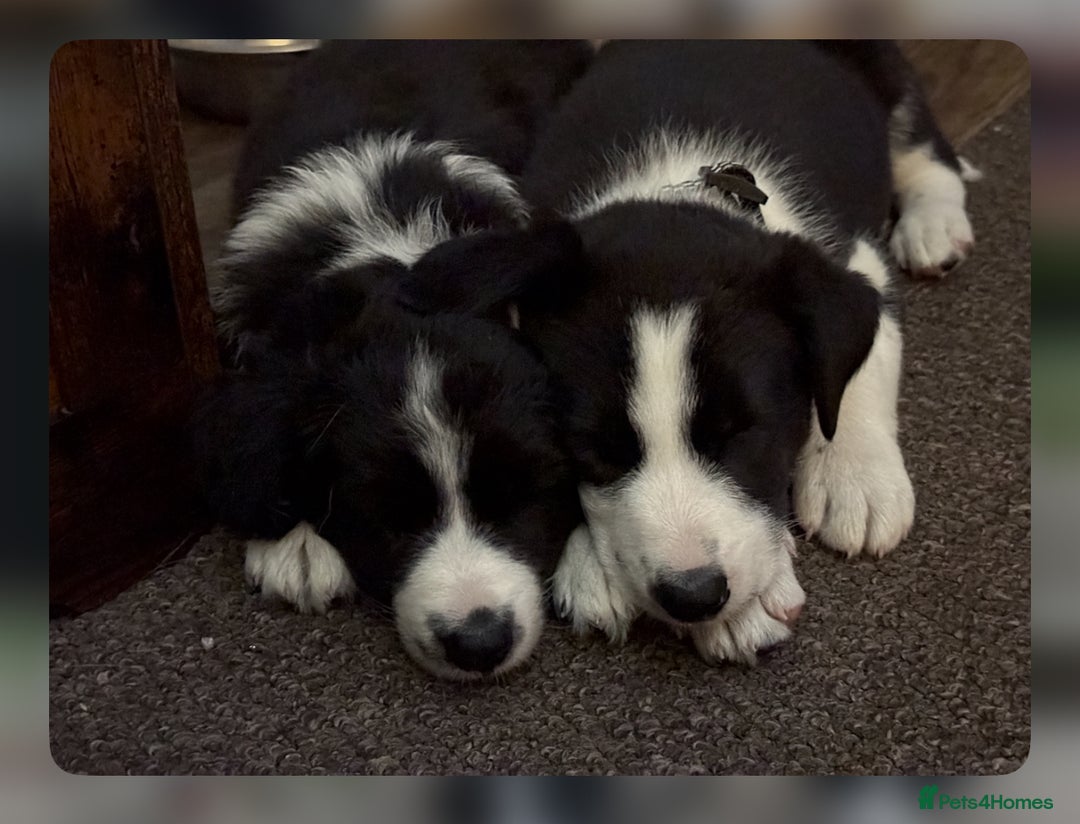 Border Collie dogs for sale: Border collie pups - Image 5
