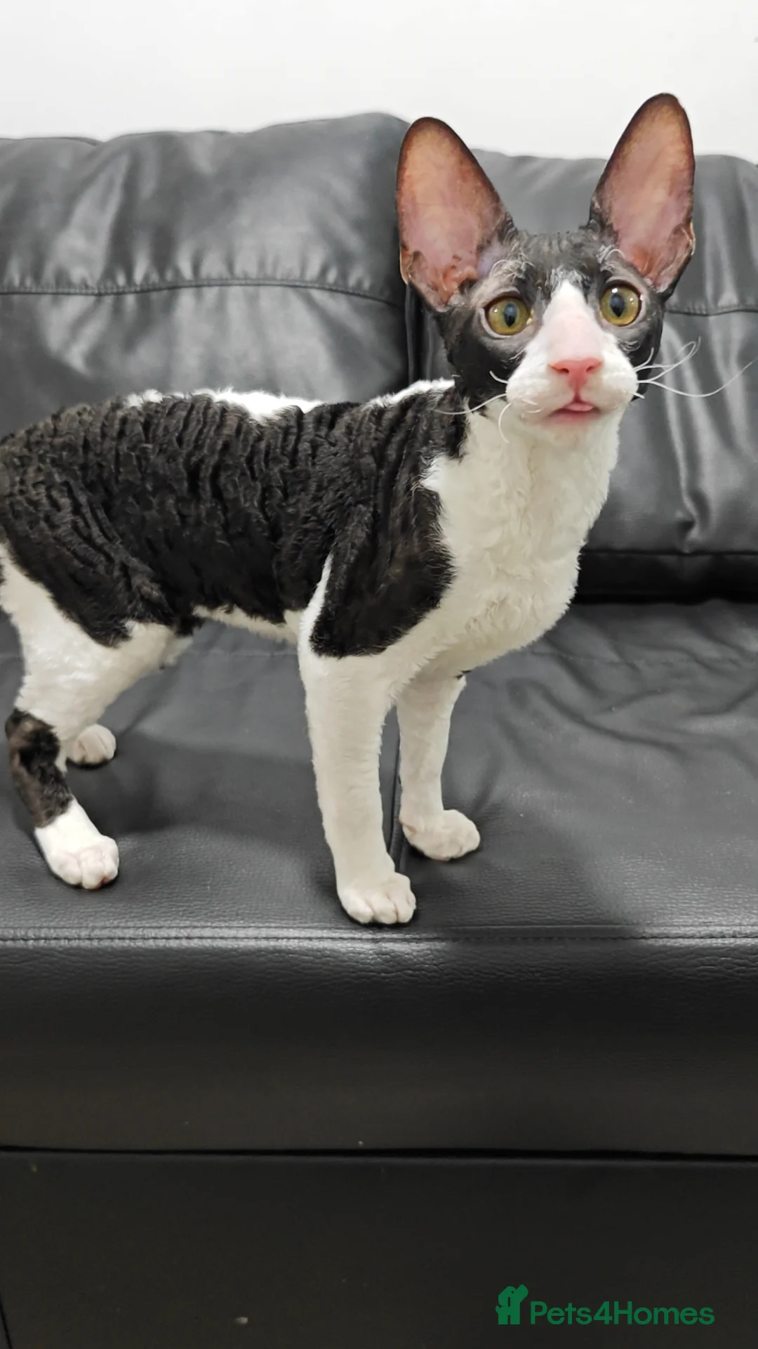 Cornish Rex cats for sale: Cornish Rex Kitten Ready for his new  home! - Advert 18