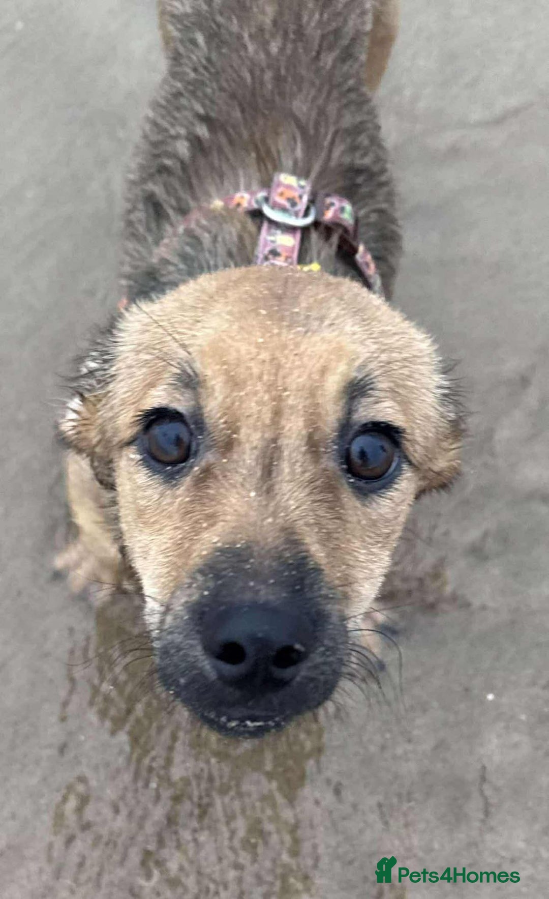 Mixed Breed dogs for adoption: 💕 Crumble 💕 - Advert 3