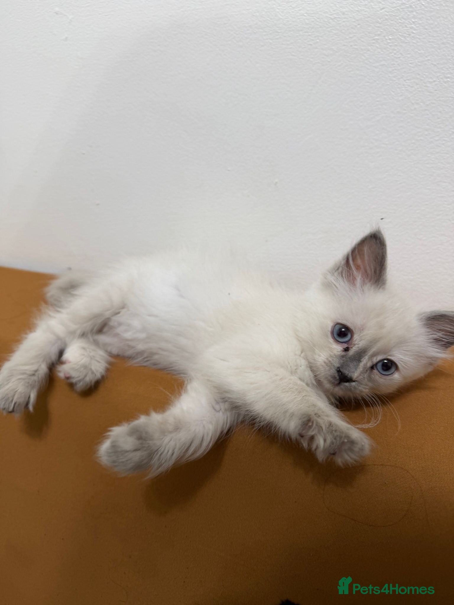 Ragdoll cats BLUE POINT RAGDOLL FEMALE KITTEN *AVAILABLE* - Advert 1