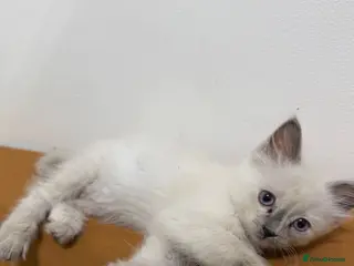 Ragdoll cats BLUE POINT RAGDOLL FEMALE KITTEN *AVAILABLE* - Advert 1
