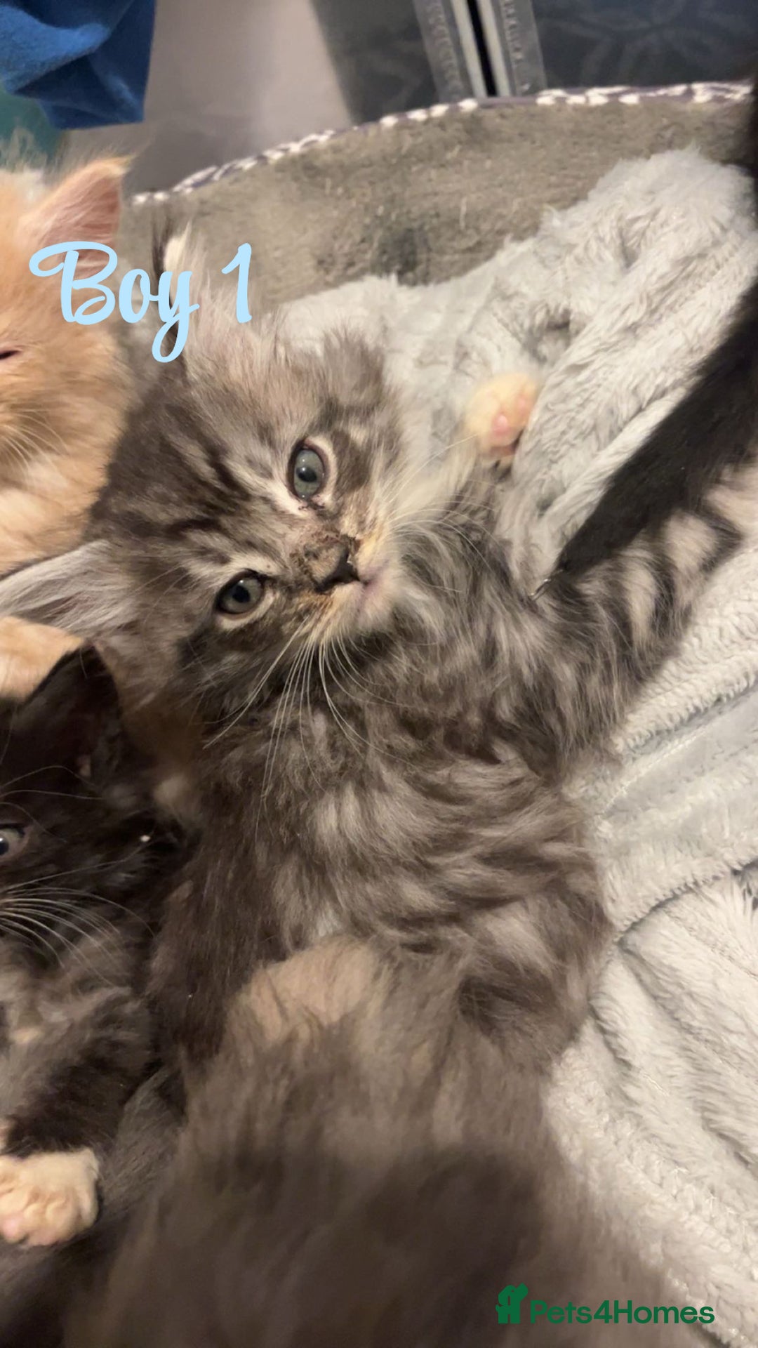 Mixed Breed cats for sale: MAINECOON X KITTENS FOR SALE 🩵🩷 - Advert 10