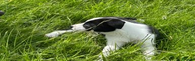 Border Collie Puppy 4