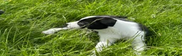 Border Collie dogs for sale: Isds border collie pups  in Batley - Advert 10