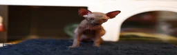 Sphynx cats for sale: Two male Sphynx Kittens  - Advert 4