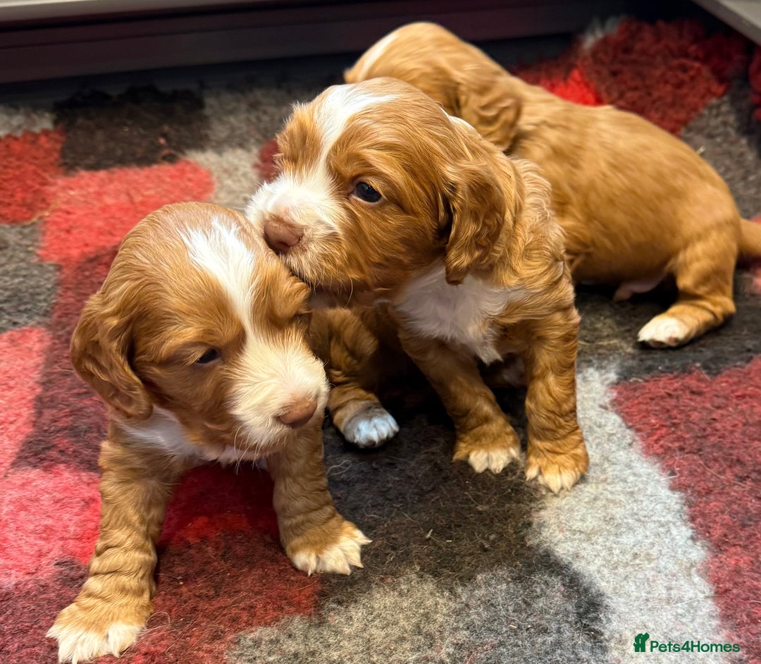 Cocker Spaniel dogs for sale: DARK RED W/COCKER SPANIEL BOY PUPPIES AVAILABLE  - Image 9