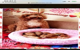 Miniature Poodle dogs for stud: Extensively Health Tested Deep Red Mini Poodle in Mansfield - Image 27