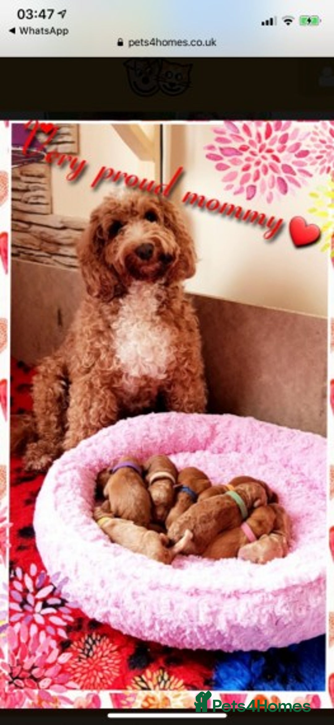 Miniature Poodle dogs for stud: Extensively Health Tested Deep Red Mini Poodle in Mansfield - Image 27