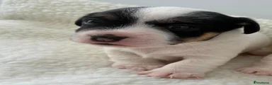 Jack Russell 2