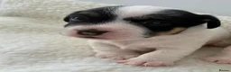 Jack Russell dogs for sale: Beautiful Jack Russel puppies for sale  - Advert 4