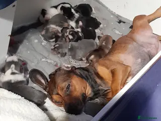 Mixed Breed dogs French bulldog x puppies - Advert 1