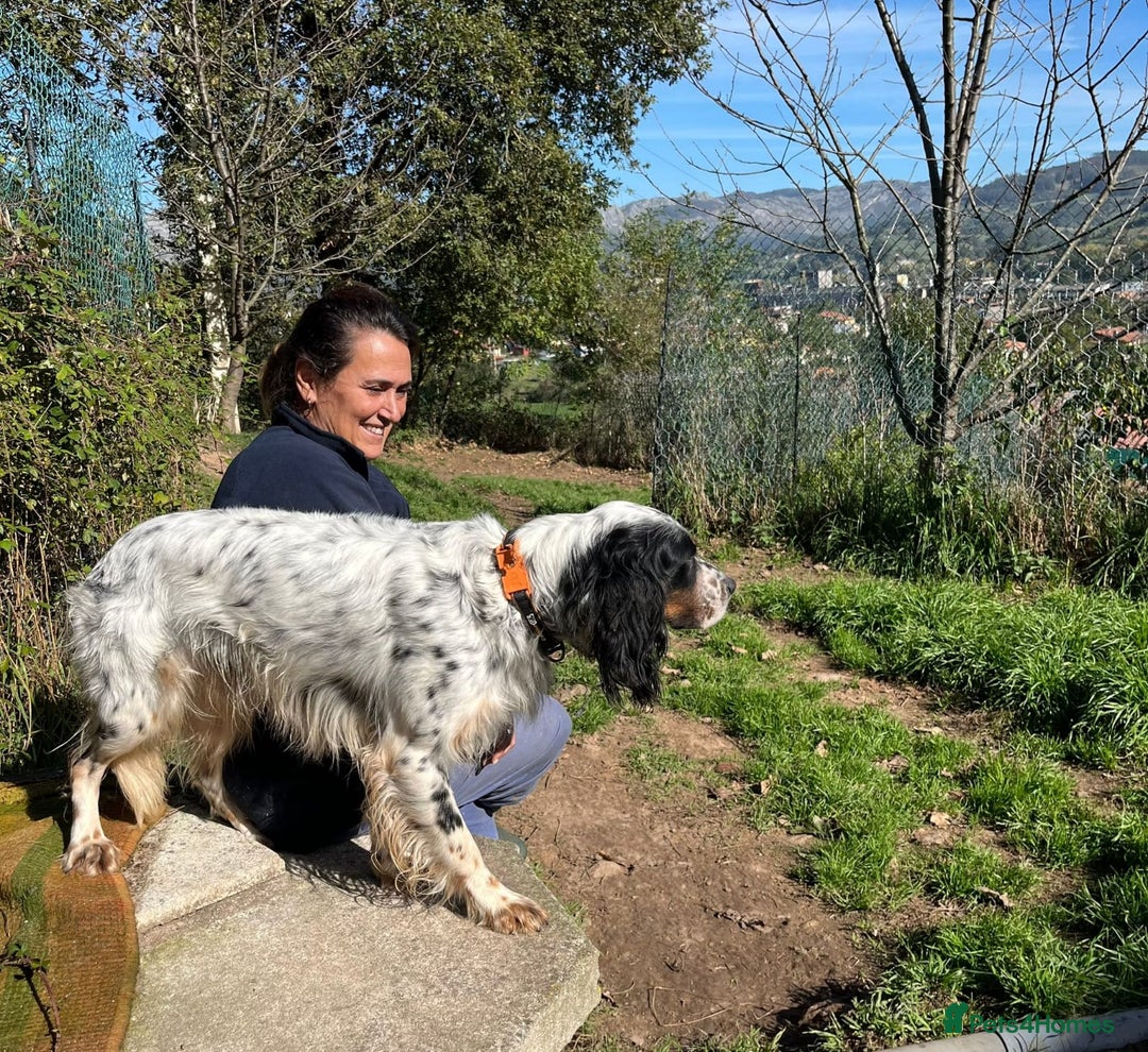 English Setter dogs for adoption: Rino  - Image 2