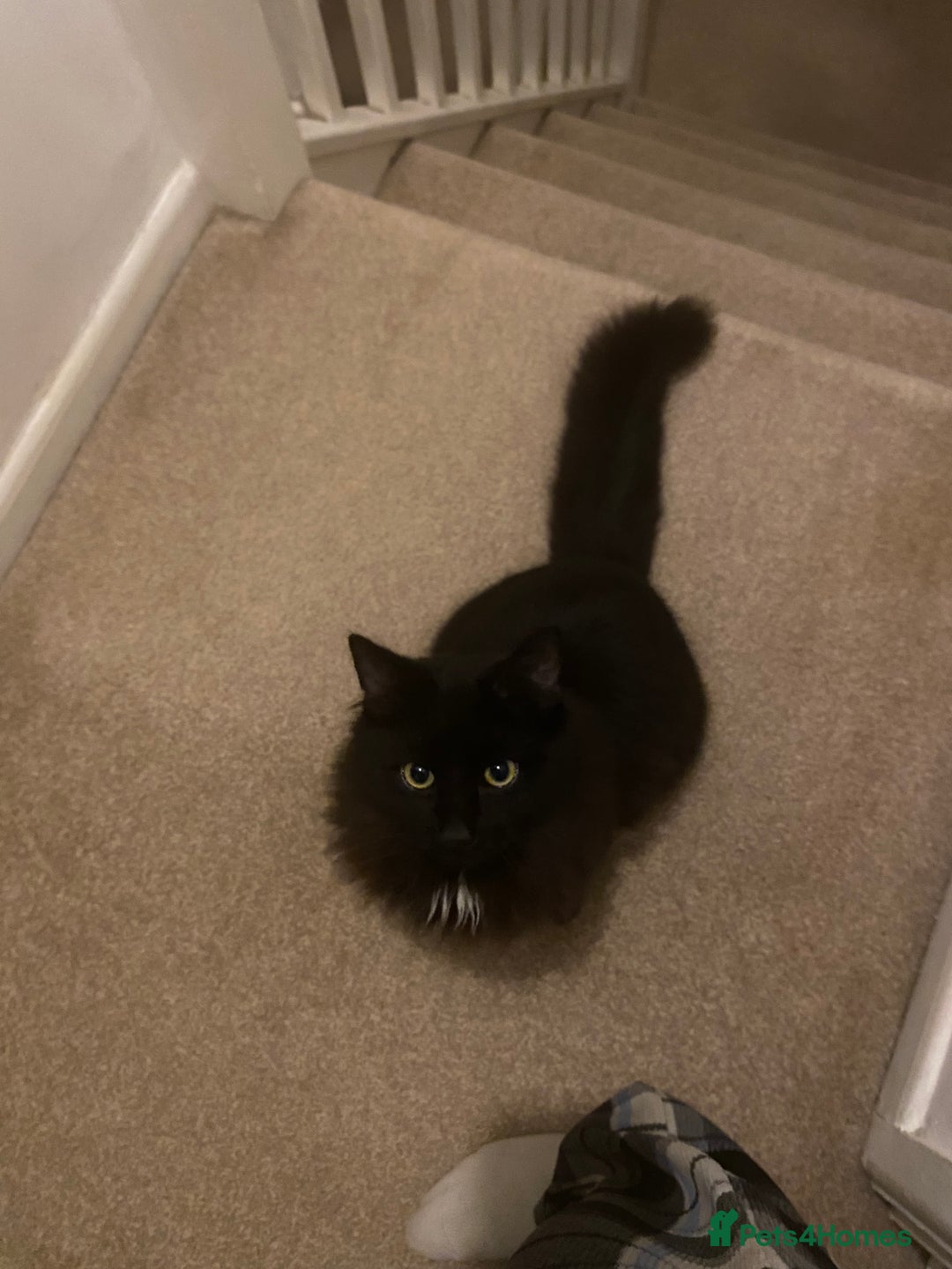 British Longhair cats for sale: 7month old male cat - Advert 8