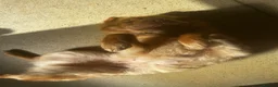 Shar Pei dogs for sale: bearcoat Shar Pei looking for forever home - Advert 4