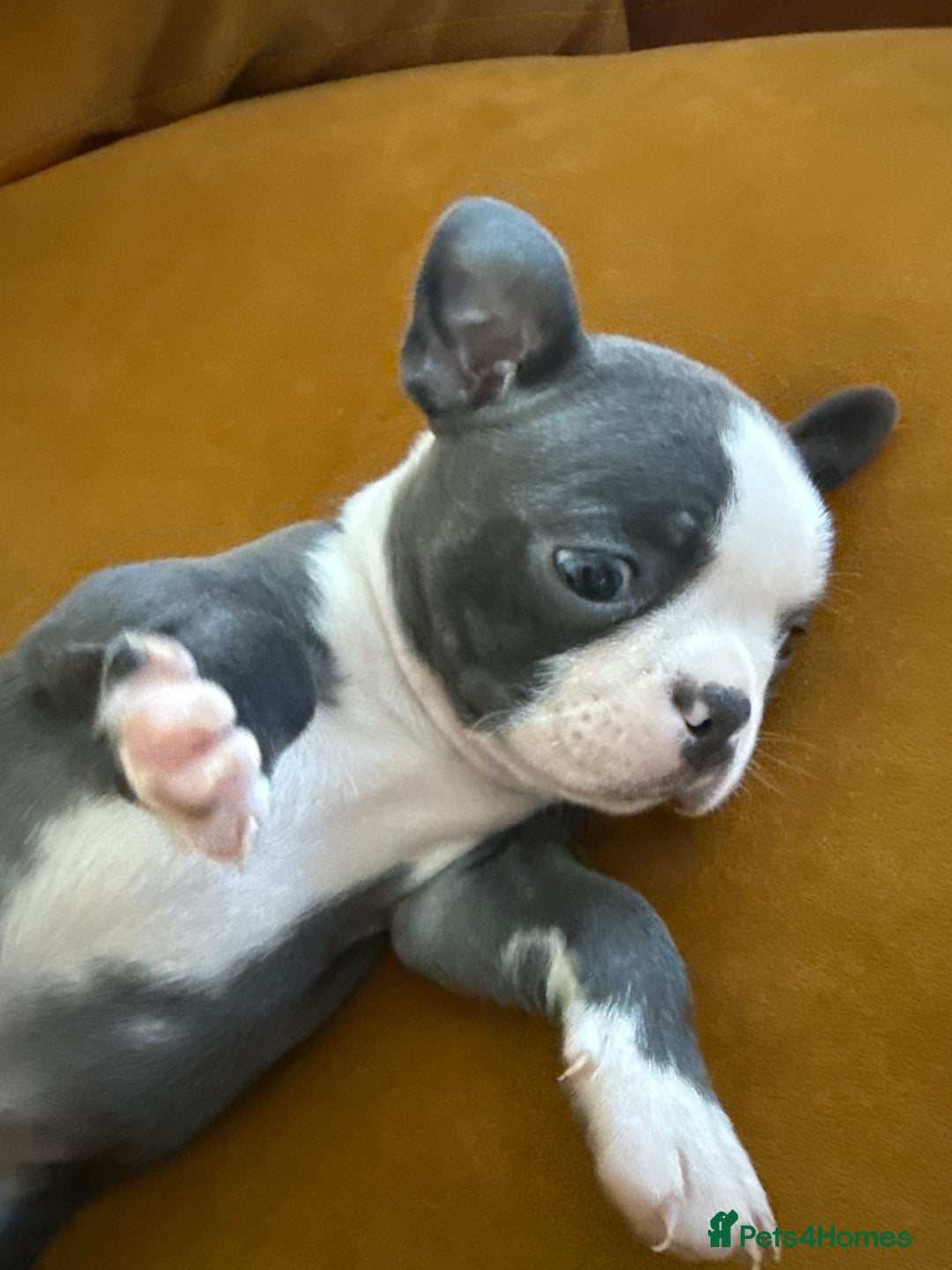 Boston Terrier dogs for sale: Exceptional Blue Boston Terrier Puppies 💙🐾 - Image 34