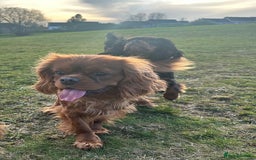 Cavapoo dogs for sale: 🐾 Beautiful F1 Cavapoos – Raised with Love  🐾 - Advert 4