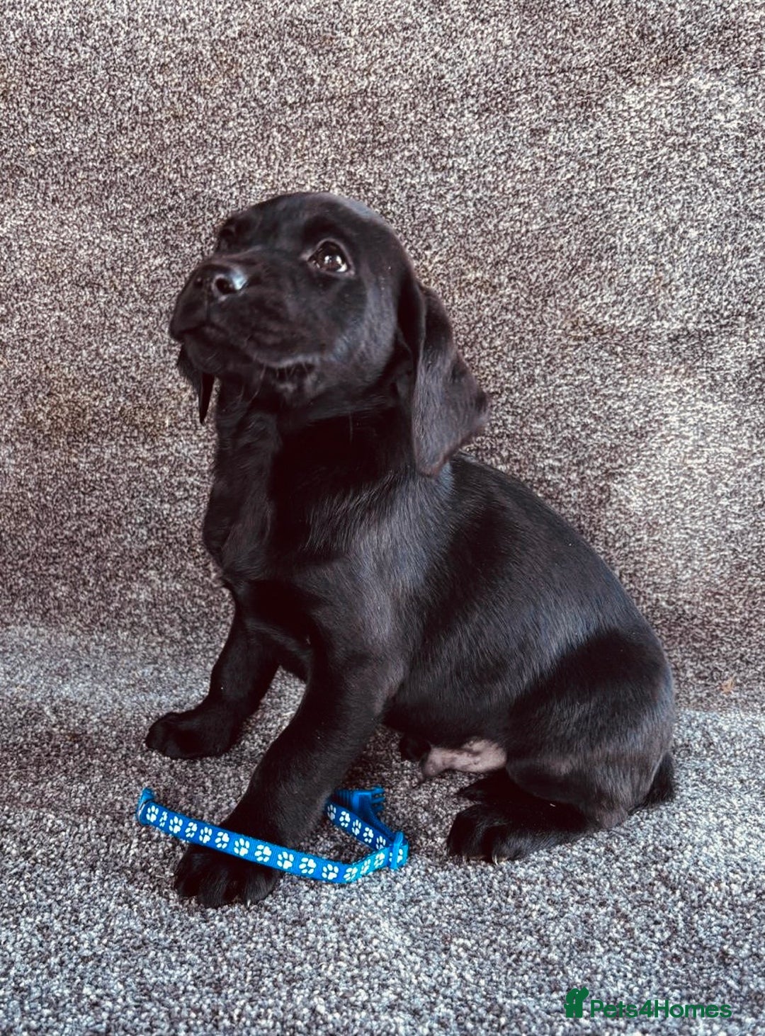 Labrador Retriever dogs for sale: Beautiful Black KC Reg Labrador Pups - Advert 6